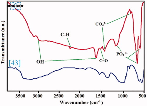 Figure 2. The FT-IR spectroscopy of the HAp nanostructures in range of 400–4000 cm−1.