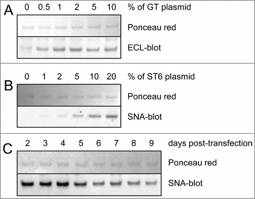 Figure 2. Lectin-blot analyses of TZM from culture supernatants. Various amounts of glycosyltransferases and harvest time were tested for optimal galactosylation and sialylation of the Fc. The lectin-blots show the mAbs’ heavy chain (reducing gels). Ponceau red staining was used to control the protein load. Panel (A) Co-expression of TZM and GT. The DNA mix was composed of 0% to 10% in weight of GT encoding plasmid, the rest being a 6:4 mixture of plasmids coding for TZM light and heavy chains. ECL was used to detect terminal galactosylation. Panel (B) Co-expression of TZM, GT and ST6. The DNA mix was composed of 2% of GT plasmid with 0% to 20% of ST6 coding plasmid, the rest being a 6:4 mixture of plasmids coding for TZM light and heavy chains. SNA was used to detect terminal α2,6-sialylation. Panel (C) HC α2,6-sialylation level from day 2 to day 9 post-transfection.