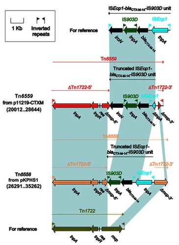 Figure 6 Organization of Tn6558 and Tn6559 and comparison with related regions. Genes are denoted by arrows. Genes, mobile elements and other features are colored based on function classification. Shading denotes regions of homology (>95% nucleotide identity). Numbers in brackets indicate the nucleotide positions within the corresponding plasmids. The accession numbers of ISEcp1–blaCTX-M-14–IS903D unitCitation22 and Tn1722Citation8 are KX646543 and X61367, respectively.