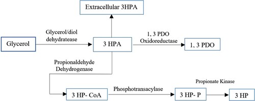 Figure 12. Metabolic pathway for biological transfer of glycerol to 3HP and 1, 3-PDO with 3HPA as intermediates with Lactobacillus reuteri cells along with various enzymes, mediators and effectors factors.