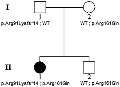FIGURE 1. Pedigree of the family and segregation of the MMACHC mutations with the disease phenotype. The open circle and squares represent the unaffected female and male family members, respectively; the closed circle represents the affected female patient.