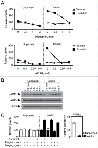 Figure 5. Therapeutic evaluation of anti-diabetic drugs in the insulin-primed breast cancer. (A) Growth response of both primed and unprimed breast cancer cells to metformin and AICAR. Cells were treated with metformin or AICAR in a dose-dependent manner in the presence or absence of 1 nM estradiol. (B) Immunoblot assay for phosphorylated-AMPK and total AMPK. Cells were treated with 5 mM of metformin in a time-dependent manner for immune blot assay of AMPK phosphorylation. (C) Growth response of both primed and unprimed breast cancer cells to TZDs. Cells were treated with 3 μM of pioglitazone or troglitazone in the presence or absence of 1 nM estradiol. The mRNA expression of PPAR γ were measured in both unprimed(□, cycle time = □24) and insulin primed (▪, cycle time = □28) MCF-7 cells.