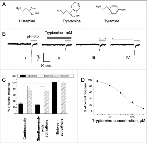 Figure 1. Action of histamine, tyramine and tryptamine on native ASICs. A, chemical structures of the compounds. B, representative recording demonstrates dependence of tryptamine action on the application protocol. After control recording (response I) tryptamine was applied in both neutral- and low-pH solution and caused inhibition (response II). Analogous effect was observed if tryptamine was applied simultaneously with activation (response III). In case of application of tryptamine between activations, no significant effect was detected (response IV). C, summary of effects of tryptamine, tyramine and histamine (1 mM) in three application protocols. D, concentration-dependence of inhibition evoked by tryptamine application simultaneously with activation.
