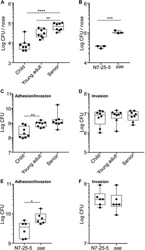 Figure 5. Comparison of the colonization and adhesion of the S. aureus isolates. (A) The senior group isolates better colonize mouse nares. Eight strains were randomly selected from the isolates of each group and subjected to the mouse colonization model. The test strains were grown in TSB until the exponential growth phase. After washing, the bacteria (108 CFU) were administered into the nares of each mouse (one mouse/isolate).The colonized bacteria in the nares were determined on day 3 post-infection. The statistical significance was measured by the one-way analysis of variance (ANOVA). **p < 0.01; ****p < 0.0001. (B) The effect of the sae-deletion on the nasal colonization of S. aureus. The test strain ST398 (N7-25-5) and its sae-deletion mutant (sae) (108 CFU) were administered into the nares of the mice (n = 3). Statistical analysis was carried out by unpaired t-test (***p < 0.001). Error bars show the mean ± SD. (C) The isolates from the senior group displayed better adhesion to nasal epithelial cells. The epithelial cells were incubated with the bacterial strains for 2 h; then, the CFU of bacteria associated with RPMI2650 epithelial cells was measured. (D) The invasion of bacteria does not affect the age group-dependent CFU increase shown in (C). In the invasion assay, external bacteria were eliminated by lysostaphin treatment before CFU counting. The statistical significance was measured by the one-way analysis of variance (ANOVA). **p < 0.01. (E) Sae negatively affects staphylococcal adhesion to RPMI2650 cells. (F) Sae does not affect staphylococcal invasion into RPMI 2650. The data are representative of two independent experiments. Statistical analysis was carried out by unpaired t-test (*p < 0.05).