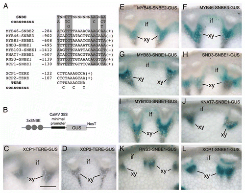Figure 1 The SNBE sequences are capable of driving the GUS reporter gene expression in secondary wall-forming cells. (A) The top part shows the representative SNBE sequences from the promoters of several SWN direct targets, including transcription factors (MYB46, MYB83, SND3, MYB103, KNAT7) and hydrolases involved in programmed cell death [a ribonuclease (RNS3) and a xylem-specific cysteine protease (XCP1)]. The critical nucleotides in the SNBE sequences are shaded. The lower part shows the tracheary element responsive elements (TERE) from two xylem-specific cysteine proteases (XCP1 and XCP2) together with the consensus TERE sequence. (B) Diagram of the GUS reporter gene driven by three copies of SNBE sequence from various SWN direct target promoters as shown in (A). The GUS reporter constructs in a binary vector were introduced into Arabidopsis and at least 30 transgenic plants in the first generation were examined for GUS expression. CaMV, cauliflower mosaic virus; NosT, nopaline synthase terminator. (C and D) Cross sections of stems from transgenic plants expressing the GUS reporter gene driven by five copies of XCP1-TERE (C) and XCP2-TERE (D) showing the absence of GUS staining. (E to J) Cross sections of stems from transgenic plants expressing the GUS reporter gene driven by three copies of representative SNBE sequence from MYB46 (E and F), MYB83 (G), SND3 (H), MYB103 (I) and KNAT7 (J) showing the GUS staining in secondary wall-forming cells, including xylem and interfascicular fibers. (K and L) Cross sections of stems from transgenic plants expressing the GUS reporter gene driven by 3 copies of SNBE sequence from RNS3 (K) and XCP1 (L) showing the specific GUS staining in the xylem. if, interfascicular fiber; xy, xylem. Scale bar in (C) = 125 µm for (C–L).