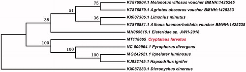 Figure 1. Neighbor-joining (NJ) tree of Cryptalaus larvatus with other nine different species of Elateridae. Numbers labeled on the branch are bootstrap values.