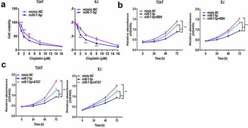 Figure 6. MiR-7-5p increases BCa cell cisplatin sensitivity via ATG7 inhibition. (a) T24T and EJ cells were transfected with mimic NC and miR-7-5p and then cultured with cisplatin at different concentrations for 48 h to detect the cell viability with the CCK-8 assay. (b) T24T and EJ cells were transfected with NC or miR-7-5p mimic and cultured with cisplatin[T24T (4 µM), EJ (5 µM)]; then the cells were treated with or without BBN. The indicated cisplatin concentration before CCK-8 evaluation [T24T (4 µM), EJ (5 µM)]. (c) Other conditions remained unchanged, but BBN was applied to cells with simultaneous expression of miR-7-5p and forced expression of ATG7.