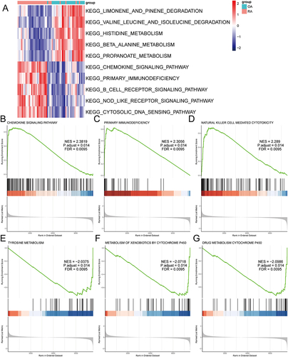 Figure 5 The GSEA and GSVA enrichment analysis of differentially expressed RNA modification-related genes between osteoarthritis and rheumatoid arthritis. (A) Heat map of GSVA pathway activity of differentially expressed RNA modification-related genes between osteoarthritis and rheumatoid arthritis, with pathways as rows and samples as columns. (B) GSEA enrichment plot of the CHEMOKINE SIGNALING PATHWAY. (C) GSEA enrichment plot of the PRIMARY IMMUNODEFICIENCY. (D) GSEA enrichment plot of the NATURAL KILLER CELL MEDIATED CYTOTOXICITY. (E) GSEA enrichment plot of TYROSINE METABOLISM. (F) GSEA enrichment plot of METABOLISM OF XENOBIOTICS BY CYTOCHROME P450. (G) GSEA enrichment plot of DRUG METABOLISM CYTOCHROME P450.