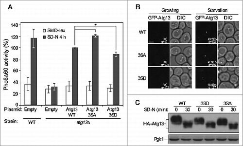 Figure 5. Phosphorylation of Atg1317BR2 regulates autophagy. (A) Pho8Δ60 wild-type (WLY176) cells were transformed with the pRS315 empty vector; Pho8Δ60 atg13Δ (XLY095) cells were transformed either with empty vector, GFP-Atg13[WT], GFP-Atg1317BR2[3SA] or GFP-Atg1317BR2[3SD] plasmids. Cells were cultured in SMD-leu medium to midlog phase, and then shifted to SD-N medium for 4 h. A Pho8Δ60 assay was performed as described in Materials and Methods. The activity of atg13Δ cells with the GFP-Atg13[WT] plasmid was set to 100% and other values were normalized. Error bars correspond to standard deviation and were obtained from 3 independent experiments. (B) atg13Δ cells were transformed with either GFP-Atg13[WT], GFP-Atg1317BR2[3SA] or GFP-Atg1317BR2[3SD] plasmids. Cells were cultured in SMD-leu medium to midlog phase (growing), and then shifted to SD-N medium for 1 h (starvation). Cell samples were observed by fluorescence microcopy. The images are representative pictures from single Z-sections. Quantification of percentage of cells with puncta is shown as indicated. Scale bar: 2 μm. (C) atg13Δ (XLY095) cells were transformed with either HA-Atg13[WT], HA-Atg1317BR2[3SA] or HA-Atg1317BR2[3SD] plasmids. Cells were cultured in SMD-ura medium to midlog phase and then shifted to SD-N medium for 30 min. Cell lysates were separated by SDS-PAGE and analyzed by western blot with anti-HA antiserum. Pgk1 served as the loading control.