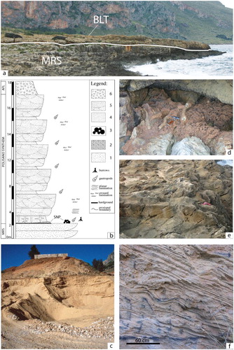 Figure 6. Stratigraphy and facies of the aeolian sandstones of the Polisano synthem (BLT). (a) Panoramic view of the natural type section of BLT at Macari coastal plain (see Figure 1/Geological Sheet for location) and lower unconformity (white line) with the marine deposits of the Marsala synthem (MRS). (b) Columnar type section of the Polisano synthem. Legend: (1) Lower Pleistocene calcarenites with pectinids of the Marsala synthem; (2) marine calcarenites and (3) cemented conglomerates of the Buonfornello synthem (SNP); (4) planar- and (5) cross-bedded aeolian sandstones with continental gastropods (BLT); (6) Holocene soils and eluvial deposits of the AFL synthem. (c) Aeolian obstacle dune of BLT, located at the foot of carbonate massif, where planar- and cross-stratification dip seawards (Palmeto Mount, Terrasini, see Figure 1). (d) Burrowed reddish aeolian calcareous sandstones forming the basal bed of the BLT stratal succession at the Macari coastal plain. (e) Landward dipping cross-laminated aeolian calcarenites (Macari coastal plain). (f) Ripples and cross-lamination characterising the BLT deposits (Mondello outcropping site, see Figure 1 and Main Map).