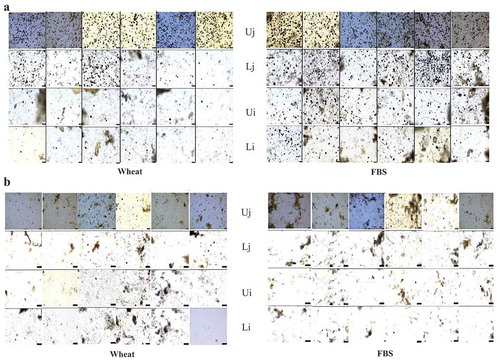 Figure 2. a) Light microscopy images showing starch granules (black dots) in digesta from the upper and lower jejunum (Uj, Lj) and ileum (Ui, Li) collected from birds fed pelleted diets based on either wheat or faba bean starch (FBS). Each column represents one replicate pen with samples collected from one bird per pen. Magnification x 10. b) Light microscopy images showing starch granules (black dots) in digesta from the upper and lower jejunum (Uj, Lj) and ileum (Ui, Li) collected from birds fed extruded diets based on either wheat or faba bean starch (FBS). Each column represents one replicate pen with samples collected from one bird per pen. Magnification x 10