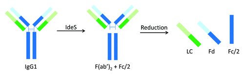 Figure 1. Limited proteolysis of IgG1 by IdeS.