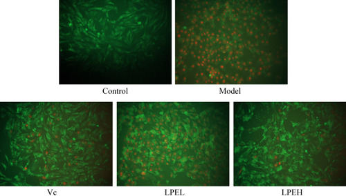 Figure 4 Effects of lemon peel on the survival of H9c2 cells (200 ×). Living cells were labeled with green fluorescence, and dead cells were labeled with red fluorescence. Control: untreated H9c2 cells; model: H2O2-treated H9c2 cells; Vc: H2O2- and 100 μmol/L vitamin C-treated H9c2 cells; LPEL: H2O2- and 50 μmol/L LPE-treated H9c2 cells; LPEL: H2O2- and 100 μmol/L LPE-treated H9c2 cells.
