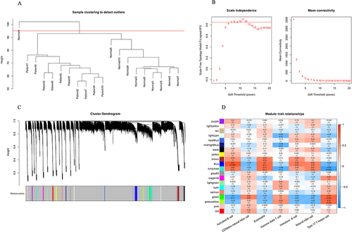 Figure 4 Identification of immune cell-related modules by weighted gene coexpression network analysis (WGCNA). (A) The clustering dendrogram of samples showing that one sample (Normal 4) was an outlier, and the others were well divided into two groups with no outlier. (B) Determination of the soft-threshold to achieve the scale-free network. The left panel shows the influence of soft-threshold power on the scale-free fit index, and the right panel shows the impact of soft-threshold power on the mean connectivity. (C) Gene dendrogram obtained by hierarchical clustering and modules with different colors assigned by dynamic tree cutting. (D) Heatmap displaying the correlation between modules and immune cells. Each row correlates to a module eigengene, and each cell includes the corresponding correlation and p value.