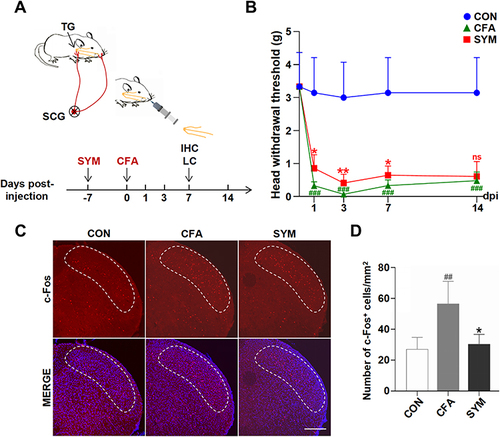 Figure 1 Effects of sympathectomy on CFA-induced mechanical allodynia and hypersensitivity of central neuron. Schematic graph showing the experimental outline, SYM, superior cervical sympathectomy; IHC, immunohistochemistry; LC, liquid chromatography (A). Quantification of mechanical thresholds of head withdrawal responses in von Frey tests, n = 8 per group (B). Immunofluorescence of c-Fos protein in SpVc at 7 days post injection. C-Fos expression levels (red) were monitored and DAPI (blue) was shown in Merge image. The dotted line shows the area of SpVc scale bar represents 200 μm (C). Quantification for c-Fos protein of SpVc; n = 4 per group (D). ns, no significant; P < 0.05 (*), 0.01 (**) compared with CFA group; P < 0.01 (##), 0.001 (###) compared with control group using one-way ANOVA with Dunnett t’s post hoc test.