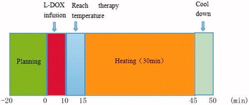 Figure 2. Schematic representation of the thermotherapy experimental time line.