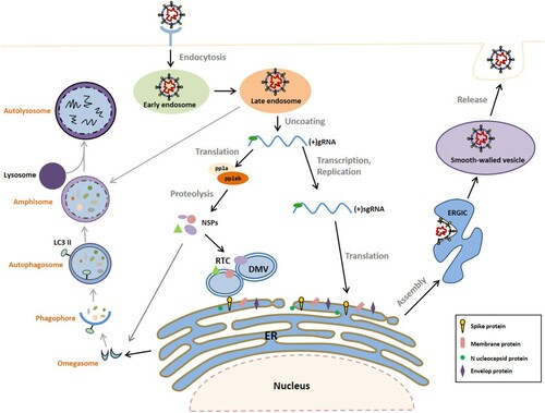 Figure 1. Replication cycle of coronavirus and autophagy pathways. (1) Schematic diagram showing the general replication cycle of CoV. CoV infection begins with the attachment of spike (S) protein to the cognate cellular receptor, which then promotes the fusion of the viral and cell plasma membrane and induces endocytosis. Subsequently, the nucleocapsid is released to the cytoplasm and the gRNA is translated through the ribosome to produce polyproteins pp1a and pp1ab. These are then cleaved by proteases to generate NSPs, which induce the rearrangement of the cellular membrane to form DMVs, to which the viral RTCs are anchored. The viral gRNA is replicated via a negative-sense intermediate, and sgRNA is synthesized by discontinuous transcription. The sgRNAs encode the viral accessory and structural proteins. Particle assembly occurs in the ERGIC, and smooth-walled vesicles bud out to egress via exocytosis. (2) The autophagy pathway. Under various inducing signals (e.g. amino acid starvation and pathogen infection), autophagy is initiated to form isolation membranes (phagophores) through omegasome intermediates. Closure of the isolation membrane results in formation of the autophagosome, which can fuse with late endosome to form an amphisome. Finally, amphisome and lysosome fusion leads to the degradation of autophagosome contents by lysosomal hydrolases in the autolysosome. CoV, coronavirus; EE, early endosome; ERGIC, ER-Golgi intermediate complex; gRNA, genomic RNA; LE /MVB, late endosome /multivesicular body; NSP, non-structural protein; sgRNA, sub-genomic RNA.