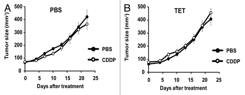 Figure 4. CDDP and tetracycline fail to reduce tumor growth in immunodeficient hosts. (A and B) Tetracycline (TET) mediated reticulon-1c (Rtn-1c) expression combined with cisplatin/CDDP chemotherapy is ineffective against established tumors in athymic nu/nu mice. 2 x 105 iRTN-1c MCA205 cells were injected s.c. into the flank of athymic nu/nu mice. Once palpable, tumors were treated by a single i.p. injection of 0.25 mg/kg cisplatin (CDDP) or vehicle (PBS) (day 0) and tumor growth was monitored with a caliper for 25 d. Normal water (A) or 100 µM dose TET-enriched water (B) were added in bibber bottles for the duration of the experiment, starting 7 d prior to the injection. Moreover, PBS (A) or 0.3 µM tetracycline (B) were injected intratumorally on day 0. Experiments were done on n = 5 mice per group and repeated at least twice. Results are reported as means ± SEM *P < 0.05 (unpaired Student’s t test).