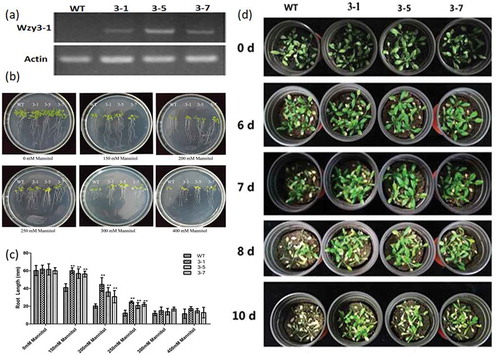 Figure 4. The screening of transgenic Arabidopsis. (a) The semi-quantitative test of wildtype (WT) and transgenic Arabisopsis (line 3–1, 3–5 and 3–7). (b) The growth state of WT and transgenic Arabisopsis under mannitol treatment. (c) The root length of WT and transgenic Arabidopsis under mannitol treatment. (d) The growth state of WT and transgenic Arabidopsis under drought stress for 0, 6, 7, 8 and 10 days. Asterisks indicate statistically significant differences (*P < .05, **P < .01; Student’s t-test).