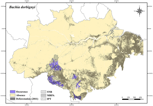 Figure 24. Occurrence area and records of Bachia dorbignyi in the Brazilian Amazonia, showing the overlap with protected and deforested areas.