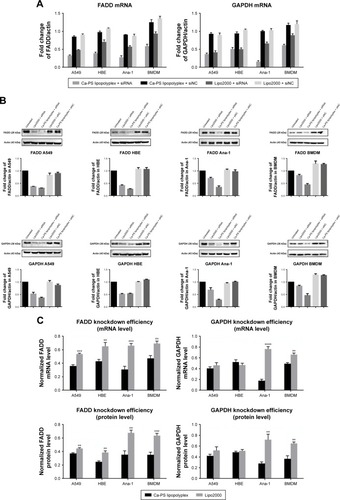 Figure 4 Knockdown efficiency of Ca-PS lipopolyplex in multiple cells.Notes: A549, HBE, Ana-1 and BMDM cells were treated by siRNA-mediated knockdown delivered by Ca-PS lipopolyplex or Lipo2000. Knockdown efficiency was evaluated by probing changes in mRNA and protein levels of siRNA-targeted genes. Each individual graph is associated with a title. (A) mRNA levels of FADD and GAPDH in four types of cells 48 hours post various transfection treatments. (B) Protein levels of FADD and GAPDH in four types of cells 48 hours post various transfection treatments. (C) Knockdown efficiency of FADD and GAPDH presented as normalized mRNA level or protein level. **P<0.01, ***P<0.001, and ****P<0.0001.