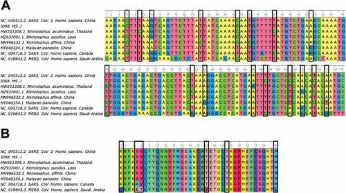 Figure 4. A) Alignment of partial ORF1b gene sequences (118 bp) of some bat-related SARS-CoV-2 (MN996532.2, MZ937001.1, MW251308.1) and pangolin (MT040334.1) coronavirus isolates, including the SARS-CoV-2 Wuhan-Hu-1 (NC_045512.2), SARS-CoV (NC_004718.3) and MERS-CoV (NC_019843.3) reference sequences and the sequence obtained in this study ID 68 (ON153220). Nucleotide changes between bat and pangolin isolates related to SARS-CoV-2 with the reference sequence for this virus are highlighted in black boxes. B) Amino acid alignment (39 aa) of partial ORF1b gene sequences (118bp) described in section A of this figure. Amino acid changes between bat and pangolin isolates related to SARS-CoV-2 with the reference sequence for SARS-CoV and MERS-CoV are highlighted in black boxes.