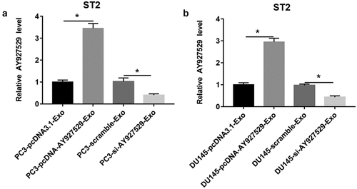 Figure 6. LncAY927529 level was upregulated in ST2 cells transfected with PC3-pcDNA-AY927529-Exo, and lncAY927529 level was downregulated in ST2 cells transfected with PC3-AY927529 siRNA-Exo. (a and b) RT-qPCR assay was used to detect lncAY927529 level when ST2 cells were treated with PC3-pcDNA-AY927529-Exo or PC3-scramble-Exo. *P < 0.05 compared with PC3-pcDNA3.1-Exo group, PC3-scramble-Exo group, DU145-pcDNA3.1-Exo group or DU145-scramble-Exo group. N = 4, data were expressed as mean ± SEM; Student’s t test or one-way ANOVA was used for analyzing data