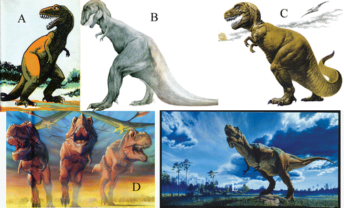 FIGURE 8: Representative images of T. rex from popular books. (A) From Frost (1956). Used by permission of Maxton Publishers, Inc. (B) From CitationGeis (1960). Used by permission of Grosset and Dunlap, A Division of Penguin Young Readers Group, A member of Penguin Group (USA). (C) From Ravielli (1963). © 2012 Anthony P. Ravielli. Used by permission of the Ravielli family. (C, D) From Rey (2001). © 2012 Luis V. Rey. Used by permission. (E) Painting of T. rex based on Sue, by John Gurche (2000). © 2012 The Field Museum. Used by permission.