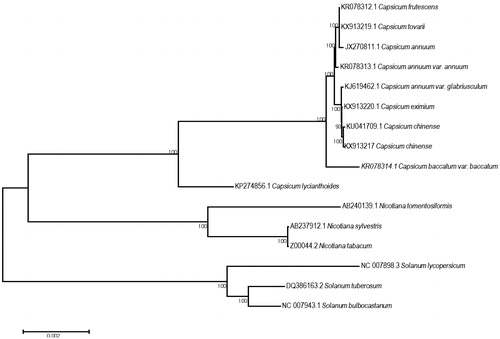 Figure 1. Maximum likelihood (ML) phylogeny analysis of a Bolivian wild chili pepper, C. eximium with other related species in the family Solanaceae based on the complete chloroplast genome.