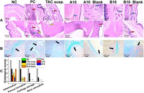 Figure 10 Histopathologic evaluation of AIA model paws. (A) H&E staining, ×200. (NC) Negative control group showing normal tissue, (PC) positive control group showing intense inflammatory infiltrate (blue arrow), extensive pannus formation (red arrow) and intense bone erosion (yellow arrow), (TAC susp.) group with moderate inflammatory infiltrate, moderate pannus formation (red arrow) and mild bone erosions (yellow arrow), (A10) group with moderate inflammatory infiltrate (blue arrow), no pannus, normal cartilage, and bone, (A10 blank) group showing moderate inflammatory infiltrate (blue arrow) with mild pannus formation (red arrow), (B10) group with mild inflammatory infiltrate (blue arrow), no pannus, normal cartilage, and bone, (B10) blank group showing severe inflammatory infiltrate (blue arrow) with mild pannus formation (red arrow). (B) Alcian blue staining, ×200. (NC) with normal bone and cartilage (blue color, black arrow), (PC) with intense cartilage and bone erosion (black arrows), (Tac susp.)with mild cartilage erosion (black arrow), (A10) with normal cartilage and bone (blue color, black arrow), (A10 blank) with mild cartilage erosion and normal bone (black arrow), (B10) with normal cartilage and bone (blue color, black arrow), (B10 blank) with mild cartilage erosion and normal bone (black arrow). (C) Histological scores of synovial inflammations, pannus formation, cartilage and bone erosion. [* P≤ 0.05 vs TAC groups, mean± SEM, n = 5].