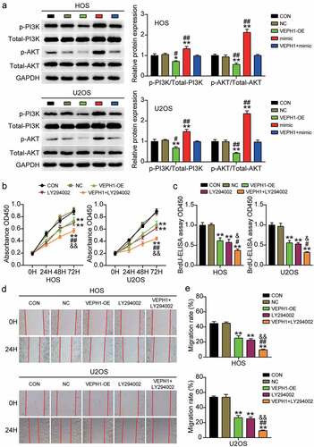 Figure 5. MiR-23b-3p targeting VEPH1 promotes OS through the PI3K/AKT pathway. (a) The expression of p-PI3K and p-AKT protein was detected by Western blot assay in HOS and U2OS cells after transfection with miR-23b-3p mimic, VEPH1 OE, or both. (b) CCK-8 assay was performed to determine the cell viability in HOS and U2OS cells after transfection with VEPH1 OE or treated with LY294002. (c) Cell proliferation abilities were evaluated by BrdU-ELISA assay in HOS and U2OS cells after transfection with VEPH1 OE or treated with LY294002. (d-e) Cell migration abilities were evaluated by wound healing assay in HOS and U2OS cells after transfection with VEPH1 OE or treated with LY294002. Representative images were shown in Figure 5d and the migration rate were shown in Figure 5e. Data were from three independent experiments and presented as the mean ± SD. VEPH1-OE, VEPH1 overexpression vectors. LY294002, PI3K/AKT pathway inhibitor. *P < 0.05, **P < 0.01 compared with control group, #P < 0.05, ##P < 0.01 compared with the co-treatment of LY294002 and VEPH1 OE group, ANOVA