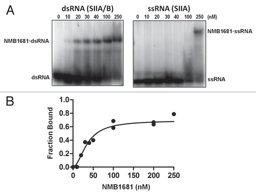 Figure 2 RNA binding activity of NMB1681. (A) Electrophoretic gel mobility shift assays (EMSA) were used to assess interactions between NMB1681 and a double stranded RNA (SIIA/B, left part) or a single-stranded RNA (SIIA, right part). (B) Quantitation of EMSA results for the binding of NMB1681 to double stranded RNA (dsRNA). Fitting of the binding curves suggest NMB1681 binds dsRNA with a Kd of 36 ± 4 nM.
