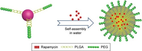 Figure 2 Schematic diagram of rapamycin-loaded three-arm star-shaped PLGA-PEG micelles. Micelles were formed in aqueous solution through self-assembly technology; rapamycin was incorporated in the hydrophilic center.Abbreviations: PLGA, poly(lactic-co-glycolic acid); PEG, polyethylene glycol.