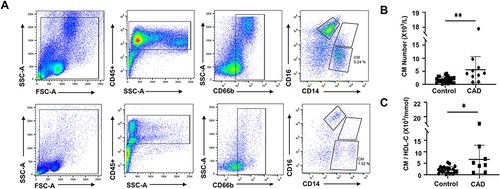 Figure 3 Flow cytometric analysis of classical monocyte subsets and CMHR between control and CAD patients. (A) PBMCs from a representative blood donor were labeled with anti-CD45, -CD14, -CD16, and-CD66b antibodies. Classical monocytes were identified using a gating strategy. (B) The number of CM increases dramatically following CAD compared with controls. (C) Comparison of CMHR levels between control and CAD patients (n=10–27, *P<0.05, **P<0.01).