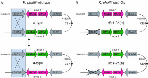 FIG 1 Mating-type loci in K. phaffii. (A) Mating-type loci in K. phaffii wild-type cells. The two MAT loci on chromosome 4 are flanked by inverted-repeat regions containing duplicated genes (DIC1 and SLA2). Gene expression from locus 1 (silent locus) is downregulated by telomere position effects, while the genes in locus 2 (active locus) are expressed under mating conditions. The mating type of a cell is determined by the MAT allele in locus 2. Homologous recombination over the DIC1-containing “outer” repeat region leads to mating-type switching by inversion of the region between the two loci. (For further details see reference Citation22.) (B) Mating-type loci in heterothallic K. phaffii dic1-2Δ cells. Deletion of the DIC1-2-containing region flanking MAT locus 2 prevents mating-type switching.