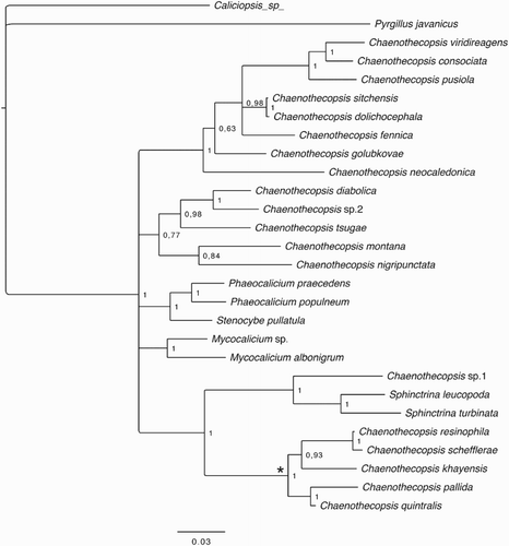 Figure 11. Phylogenetic relationships of mycocalicioid fungi (Mycocaliciales, Ascomycota). Bayesian tree inferred from ribosomal internal transcribed spacer region and 28S (partial) sequences. Numbers at branches indicate Bayesian posterior probabilities. Asterisk marks the monophyletic clade on angiosperm exudates.