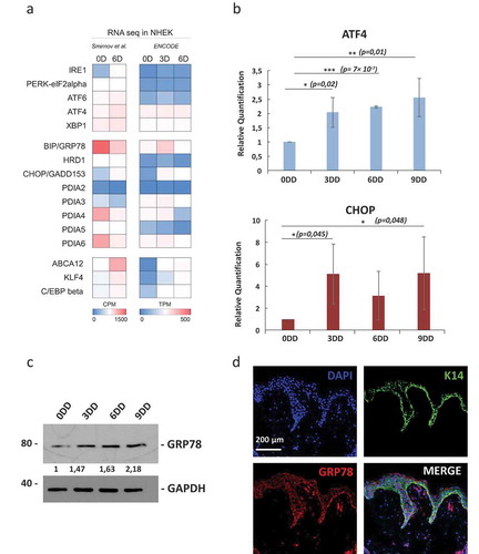 Figure 3. Activation of the UPR during keratinocyte differentiation. (a) Heat map comparing the expression of selected genes using the RNA seq data published in [Citation59] and the ENCODE data. (b) Real-time quantitative PCR showing UPR marker’s, ATF4 AND CHOP, expressed at mRNA level during calcium-induced keratinocytes differentiation. DD: days of differentiation. *p = 0.02; **p = 0.01; ***p = 7x10−7; *p = 0,045; *p = 0,048. (c) Western blot of GRP78 during calcium-induced keratinocytes. DD: days of differentiation. (d) Normal human skin showing, by confocal analysis, GRP78 (red). Basal layer is labeled using K14 (green) and nuclei stained blue (DAPI).