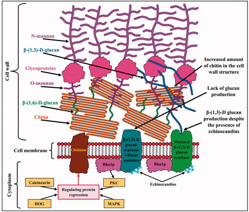Figure 14. Mechanisms that adapt fungi to echinocandins. The protein kinase C (PKC), calcineurin, high-osmolarity glycerol (HOG) response, and mitogen-activated kinase (MAPK) pathways induce the synthesis of a compensatory cell wall composed of chitin. FKS mutations in the β-(1,3)-d-glucan synthase "hot spot" alter the enzyme's sensitivity to echinocandins and allow glucan production despite the presence of this antibiotic.