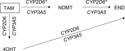 Figure 1 TAM metabolic pathways and their interaction with CYP2D6 and CYP3A5 polymorphisms.