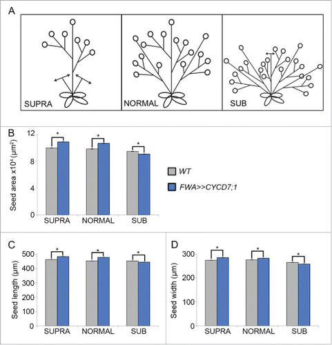 Figure 1. Influence of plant architecture on seed size. (A) Cartoon depicting the experimental design: in SUPRA conditions, all axillary and secondary branches were removed resulting in a reduction of the number of seed pods produced. In NORMAL conditions plant architecture was untouched. In SUB conditions, the primary stem was cut soon after the floral transition initiating the formation of additional axillary stems and increasing the number of seed pods. (B-D) Comparison of seed size parameters between the different architectures. For each type, nine plants were grown and from each individual plant seeds were harvested and analyzed seperately. For each plant, a minimum of 200 seeds was measured. Mean seed area (B), mean seed length (C) and mean seed width (D). Error bars show ± SE. (*) indicates a statistical difference in one of the of seed size parameters.