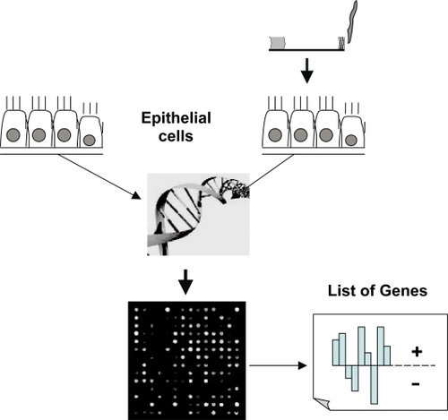 Figure 2 Shows graphically the principle of gene expression profiling using cDNA microarrays. The activity of up to 20000 genes could be simultaneous evaluated. Usually two tissues or cell populations are compared and the final result shows the different genetic activity of the sample of interest compared to a reference control.