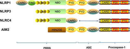 Figure 1 Structures of inflammasome proteins. The NLR family members include NLRP1, NLRP3, NLRC4 etc. They all contain a nucleotide-binding domain (NBD), carboxy-terminal leucine-rich repeat (LRR), and can contain either a pyrin domain (PYD) or a caspase activation and recruitment domain (CARD) or both. The AIM2 is characterized by having, in addition to a PYD, a HIN200 domain, which is involved in ligand binding. FIND, function-to-find domain.