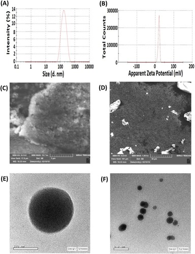 Figure 4 Particle size distribution (A), zeta potential (B) measured by particle size analyzer, SEM photomicrographs (C and D) and TEM images (E and F) of optimized DPX-loaded NPs.Abbreviations: TEM, Transmission electron microscope; DPX, dapoxetine; ALA, alpha lipoic acid.