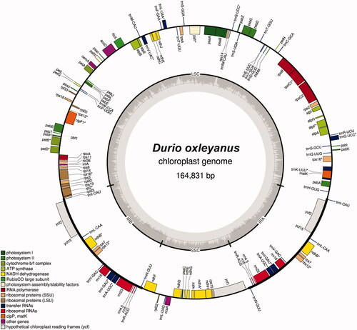 Figure 2. Chloroplast genome map of Durio oxleyanus. Genes on inside of map are transcribed in clockwise direction; genes on outside of map are transcribed in counter clockwise direction.