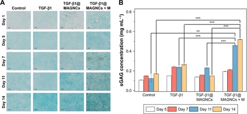 Figure 7 Evaluation for the chondrogenesis.Notes: (A) Alcian blue staining of sGAG demonstrates the secretion concentration in ATDC5 cells under different stimuli from 1 to 14 days of observation (scale bars: 200 μm), and (B) Blyscan assay detects the sGAG concentration in culture medium with different stimulation from 5 to 14 days. All the results are expressed as the mean ± SD, n=3; **P<0.01 and ***P<0.001.Abbreviations: MAGNCs, magnetic amphiphilic gelatin nanocapsules; sGAG, sulfated glycosaminoglycan; TGF-β1, transforming growth factor-β1; TGF-β1@MAGNCs + M, TGF-β1@MAGNCs with magnetic treatment; TGF-β1@MAGNCs, TGF-β1-loaded MAGNCs.