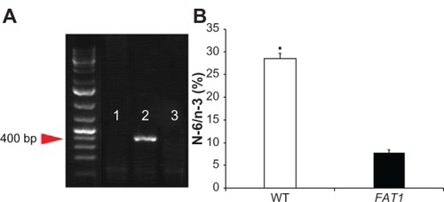 Figure 1 (A and B) Genotyping. (A) PCR genotyping confirmation using FAT1 fragment-specific primers indicated FAT1 gene expression (lane 1) and wild-type (WT) gene expression (lane 2); lane 3 is the negative control. (B) N-6/n-3 ratio of FAT1 mice (mean = 7.762) was significantly lower than WT mice (mean = 28.43).
