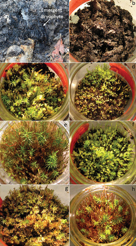 Figure 4. Ice patch emergent subfossil bryophyte material in situ, in vitro, and resulting growth chamber assay generation of bryophyte species from selected samples ≤1 m from ice margins. (a) In situ population of Ceratodon purpureus; (b) growth chamber assay “as is” subsample (20–30 g) from BLM GR-SBG-9, collected August 2015; (c) GLIP 2016 (BLM GL-Z1-PT 38–2) showing growth of Aulacomnium palustre, Aulacomnium turgidum, Ceratodon purpureus, Leptobryum pyriforme, Marchantia polymorpha, Pogonatum urnigerum, Pohlia nutans, Polytrichum juniperinum, Polytrichum piliferum, and Ptychostomum pallescens; (d) LGLIP 2016 (BLM GL(2)-3): Polytrichum hyperboreum, Polytrichum juniperinum, C. purpureus, P. nutans, M. polymorpha, L. pyriforme, and P. pallescens; (e) GRIP 2015 (BLM GR-SBG-11-1): Pohlia drummondii, Cephalozia bicuspidata subsp. ambigua, Imbribryum alpinum, P. juniperinum, P. nutans, P. urnigerum, L. pyriforme, and M. polymorpha; (f) GRIP 2016 (CLF GR 2): Dicranum fuscescens, Trichostomum cf. arcticum, P. pallescens, P. piliferum, P. urnigerum, P. drummondii, P. juniperinum, P. nutans; (g) GLIP 2016 dung (CLF GL-SBG-6): C. purpureus, P. nutans, M. polymorpha, L. pyriforme, and P. piliferum; and (h) GRIP 2015 dung (BLM GR-SBG-(8-9)): Cephalophoziella sp., C. purpureus, I. alpinum, L. pyriforme, P. urnigerum, P. drummondii, P. nutans, P. hyperboreum, P. juniperinum.