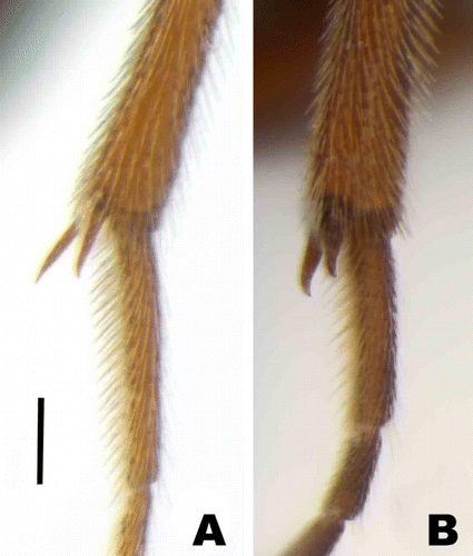 Figure 1.  Spurs on tibia of hind legs: (A) normally shaped, (B) B. lucens. Scale bar: 0.1mm.