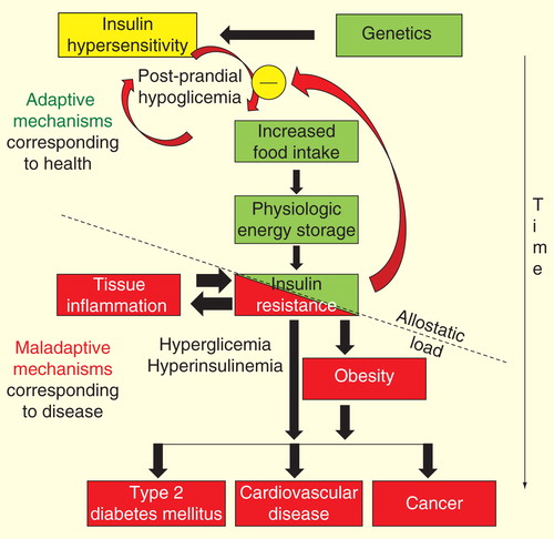 Figure 2. Representation of the hypothetic chain of events that lead from insulin hypersensitivity to insulin resistance-associated diseases. On the basis of genetic predisposition, the early events are initially displayed by insulin hypersensitivity and postprandial hypoglycemia. Postprandial hypoglycemia leads to increased caloric consumption and, therefore, to body weight increase. A new steady state of insulin sensitivity is reached to maintain stable body weight. With iterative exposure to the deleterious stimulus (frequency factor) and/or the duration of exposure is extended (time-exposure factor), an allostatic load is reached and insulin resistance is transformed from an adaptive to a maladaptive mechanism.