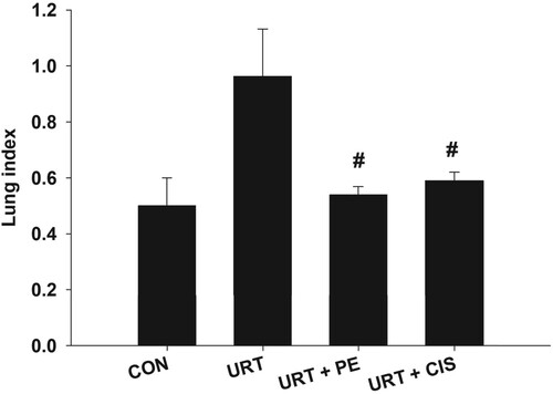 Figure 2. Mean ± SD data of lung index between different study groups. *: Significance against the CON group, #: significance against the URT group. P < 0.05.